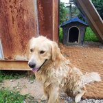 [강아지] 골든리트리버 가족이 되어주세요