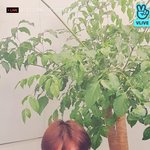 [더보이즈] 창민이 븨앱