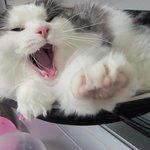 [고양이] <b>하품</b>하는 귀요미
