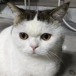[고양이일상] 하-옹! 석봉도령 5탄