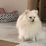 [강아지] 우리<b>집</b> 갱<b>얼</b>쥐 진짜 깨물어주고싶음