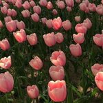 [댓글부탁해] 갬성 배경화면 풀<b>어조</b>