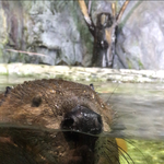 야 <b>비버</b> 완전 귀여움