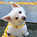 <b>모니</b>야 남준이 모자 물어와