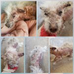 [강아지] <b>피부염</b>이 심했던 사라