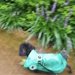 베니베니토벤이 우비쓰고 <b>산책</b>해요옹