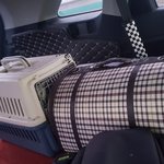 [고양이] 길냥이 병원 데리고 가기(엄청 힘들어요)