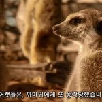 알계 <b>캡쳐</b>했는데 이거 진짜일까?