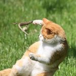 냥이와 파충류의 <b>상관</b> 관계?!