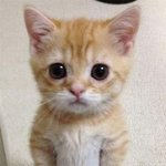 알고보니 넌 <b>미어캣</b>이였다...