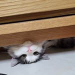 [고양이] 우리 <b>호두</b> 이쁜<b>사진</b> 몇장 올려요