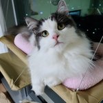 [고양이] 두번째 ) 우리 <b>호두</b> 이쁜사진 몇장 올려요