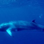 [댓글부탁해] 심해&amp;우주&amp;<b>인체</b>썰 풀자!! •_•