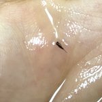 [이것좀봐줘] 클렌징 <b>오일</b>에서 벌레추정 이물질 나옴 ㅠㅠ (사진첨부)