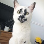 <b>무늬</b>로 관심 독차지할 애옹이!