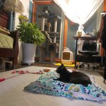 [고양이] 울 냥님의 심리는 뭘까요