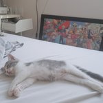[고양이] <b>자고</b> 있는 모습이 사랑스러운 우리집 고양이 보러오세요...