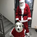 <그레이트 피레니즈> <b>심바</b>의 성장일기 - 8