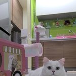 [고양이] 두부의 <b>사냥놀이</b>...