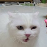 [고양이] <b>사냥</b> <b>놀이</b> 후 간식타임~~~