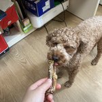 우리집 댕댕이 표정 부자니까 좀 보고 가줘요