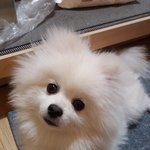 강아지 예쁘다 말하는거 <b>민폐</b> 아님