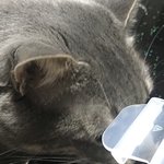 <b>육포</b>냄새맡은 고양이