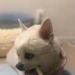 [강아지] 우리집 아가 봐주세요☺️ <b>두부</b>1탄