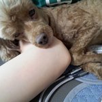 우리집 강아지 지금 <b>팔베개</b> 해주는 중