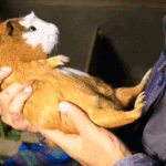 기니피그 반전매력..<b>gif</b>