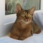 고대 이집트 <b>벽화</b>에 있던 냥냥이