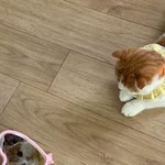 [댓글부탁해] 나는 이 고양이 별로야