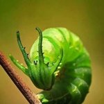 본 적 있나요? <b>특이</b>한 옷 입은 벌레들(!혐주의)