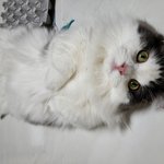 [고양이] 우리 <b>호두</b> 표정 뭐임... (사진 추가해요)