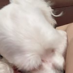 [이것좀봐줘] 얘들아 강아지도 쪽팔림을 알까?