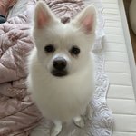 [<b>BL</b>] 강아지