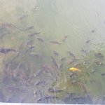 [<b>BL</b>] 물고기