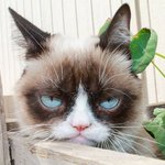 [방탄소년단] 이삐둘 내가 저주하꺼야