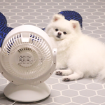 [강아지] 말복을 맞아서 강아지 삼계탕을 만들어보았어요!