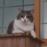 [고양이] <b>러브</b>성장기 2탄