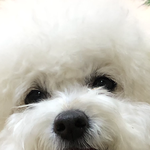 울집 강아지 개귀<b>엽지</b>