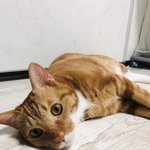 [고양이] 삼냥이 구경하고 가세요!