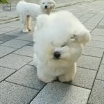 똑똑 오늘 <b>호모</b> 열리나영?