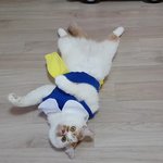 [고양이] (통이네)우리 냥이는 공주입니다!!