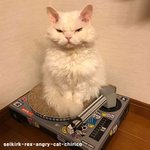 <b>무척</b> 앵그리 셀커크렉스 냥냥
