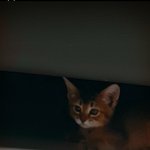 [고양이] 아비시니안 고양이 쪼꼬 자랑!