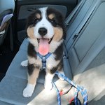 [강아지] 개집을 사랑한 남자