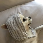 [강아지] 우리집 <b>아가</b> 봐주세요☺️두부2탄