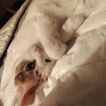 울집고영이 ㄹㅇ <b>얌체</b>다