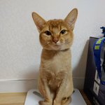 시모 물리쳐준 은혜갚은 고양이